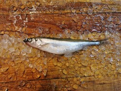 Корюшка малоротая охлажденная, кг