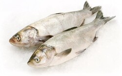 Толстолобик охлажденный, 1,0-3,0кг