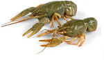 Раки живые 50-80 г , 1 кг