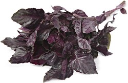 Базилик Лето красный на подложке 50г