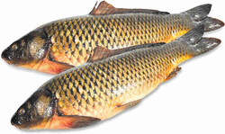 Сазан охлажденный, вес 1 кг
