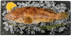 Окунь (групер) Мраморный охлажденный 500/1000 Индийский океан