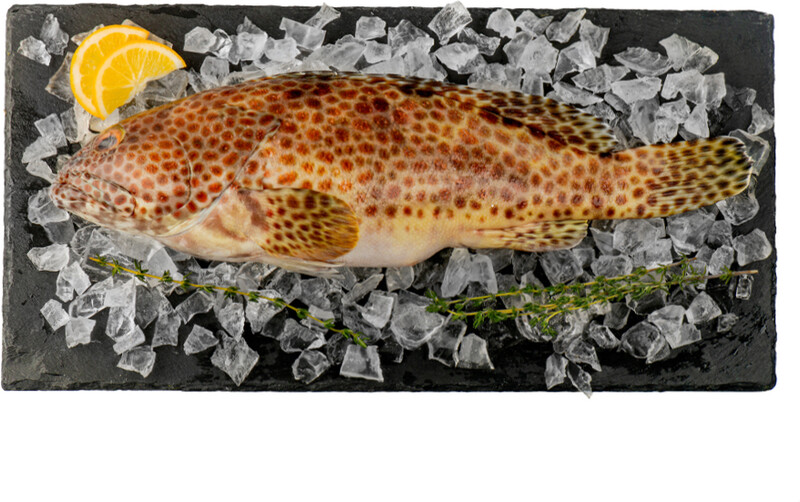 Окунь (групер) Мраморный охлажденный 500/1000 Индийский океан