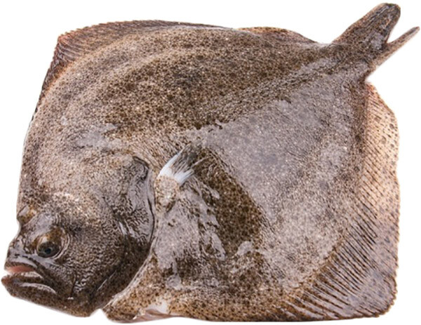 Тюрбо дикое La Maree охлажденное