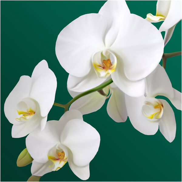 Салфетки бумажные Bulgaree green 3-х слойные Орхидея 33x33 см 20 шт