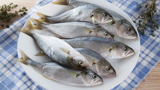 Луфарь черноморский замороженный