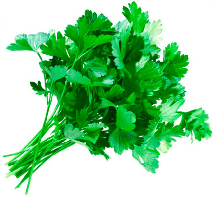 Кинза на Подложке 30г