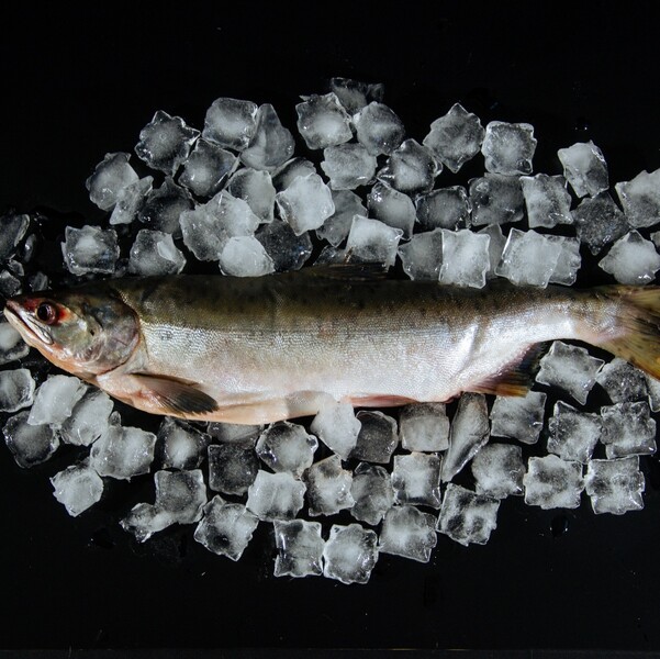 Горбуша охлажденная  с головой ~ 1,2 кг